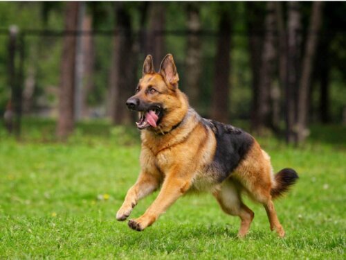Schæferhund løber på græs