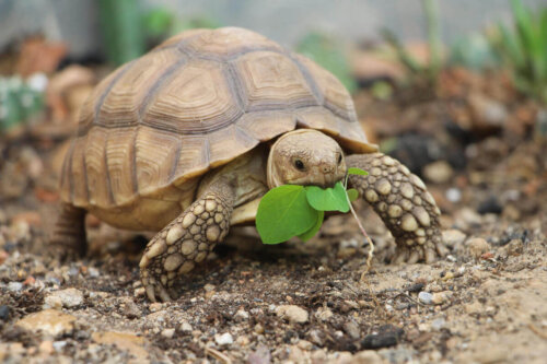 Skildpadde spiser et blad