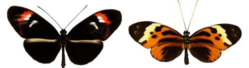 Farven på sommerfugles vinger skifter