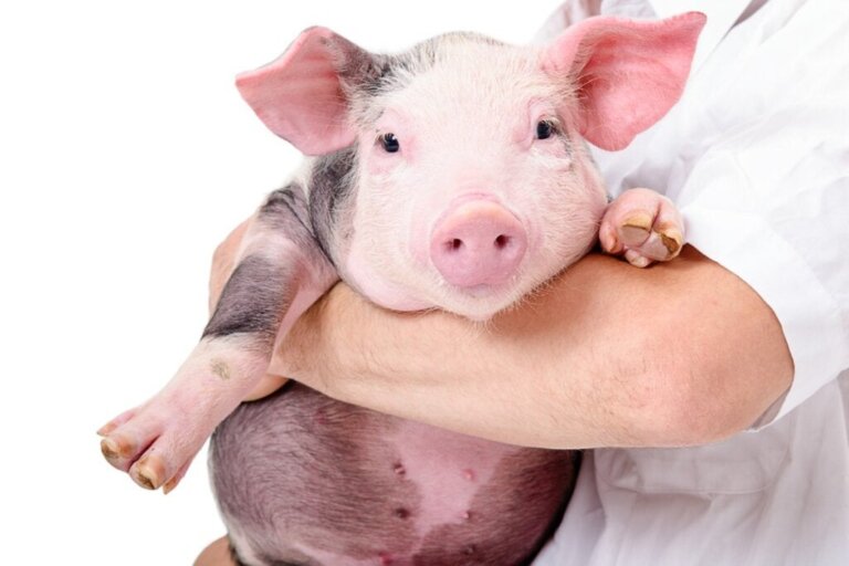 De 10 mest almindelige sygdomme hos svin