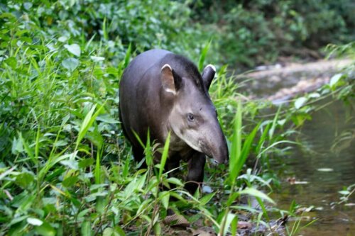 Tapir er et af de utrolige dyr i Costa Rica