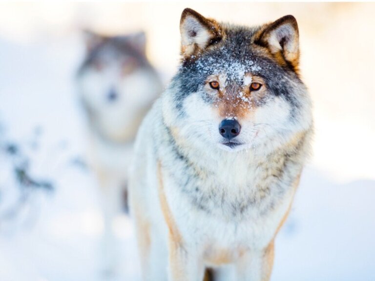 Den utrolige verden af ulveadfærd