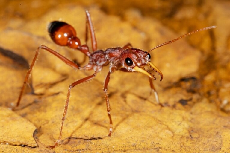 Hvad er den største myre i verden?