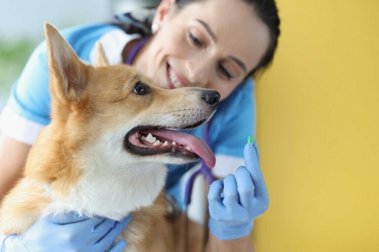 Allopurinol til hunde: Dosering og bivirkninger