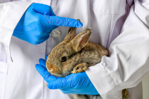 Dyrlæge tjekker, hvorfor en kanin har et hængende øre