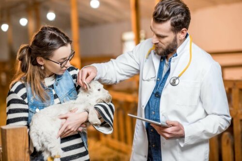 Dyrlæge tjekker lam for sygdomme