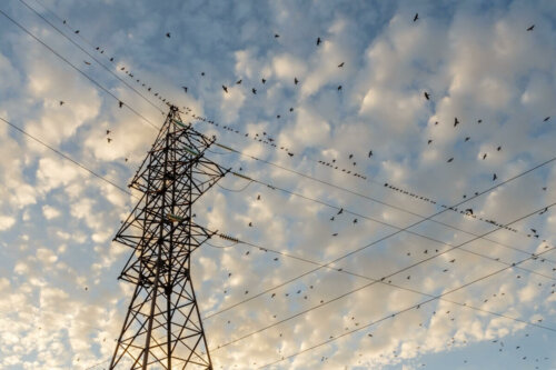 Fugle på højspændingsledninger får ikke elektrisk stød