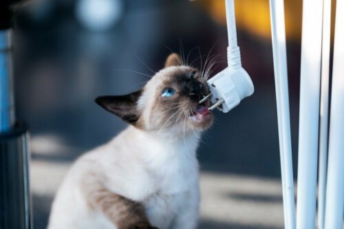 Sådan kan du forhindre en kat i at tygge på kabler