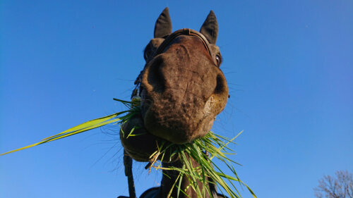 Eksempel på, at heste spiser græs