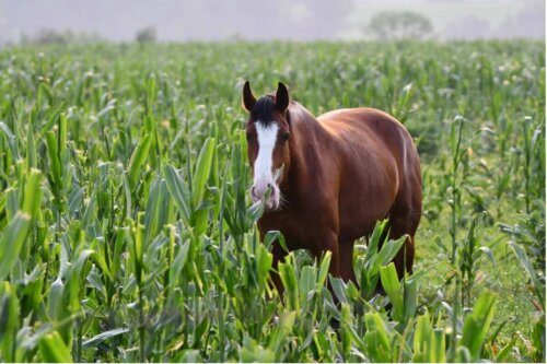 Hest spiser på mark