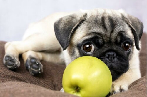 Hund med æble