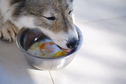 En hund spiser æg, da de er sunde fødevarer til hunde