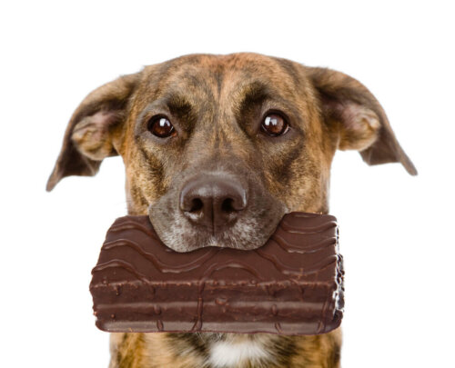 Hund med chokolade i munden
