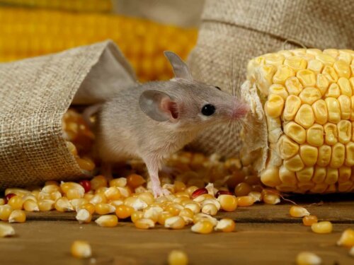 Denne husmus spiser majs, hvilket får os til at spørge, hvad mus spiser
