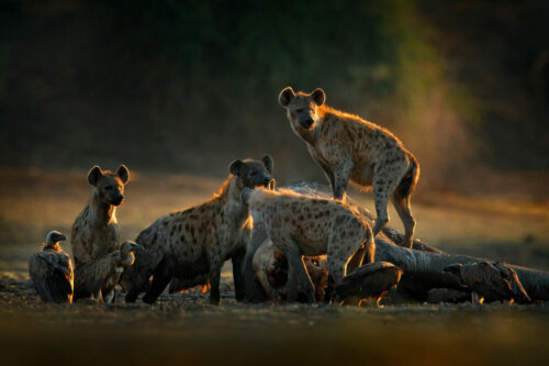 Hyæner på savanne