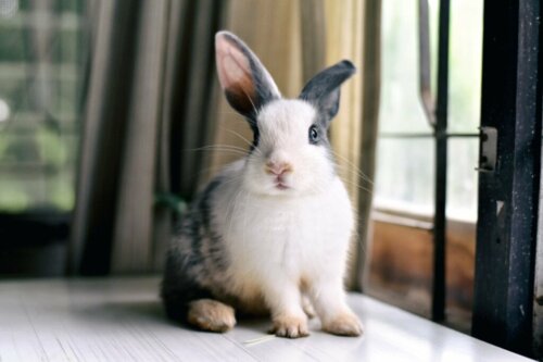 Grunde til, at en kanin har et hængende øre