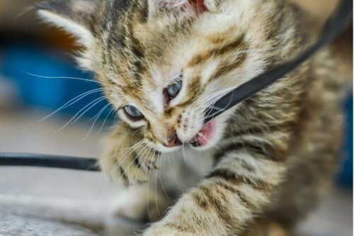 Det kan være svært at forhindre en kat i at tygge på kabler