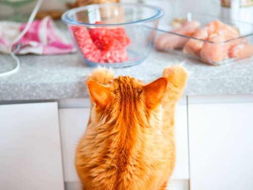 Kat vil spise råt kød, hvilket kan føre til salmonellainfektion hos katte