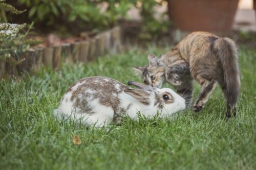 Eksempel på, at katte og kaniner kan leve sammen