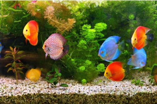 Mange fisk i akvarie