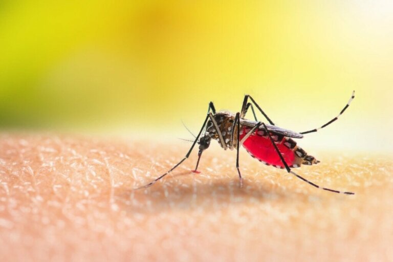 Ved du egentlig, hvad myg spiser?