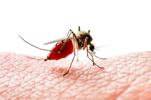 Myg på hud, da mange myg spiser blod