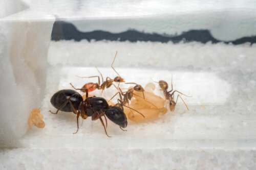Myrer arbejder sammen