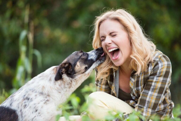 7 grunde til, at din hund slikker på dig
