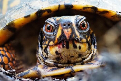 Nærbillede af en skildpadde