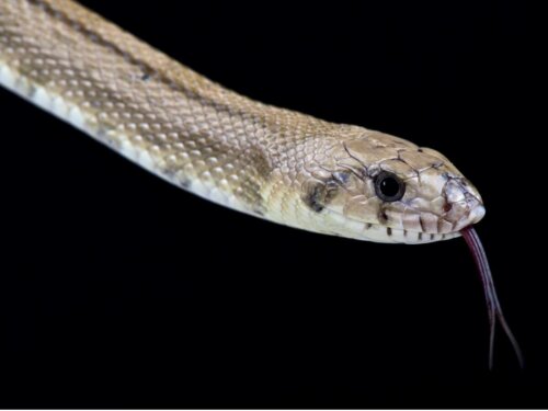 Nærbillede af en slange
