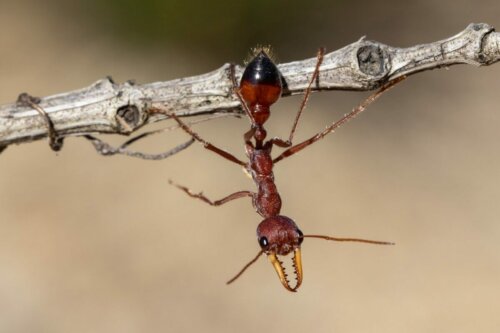 En stor myre hænger fra gren