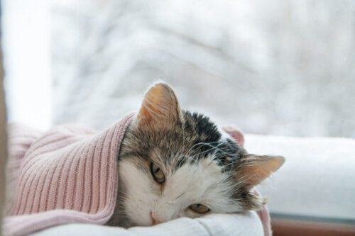 En syg kat med tæppe på