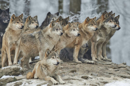 En stor ulveflok illustrerer ulveadfærd
