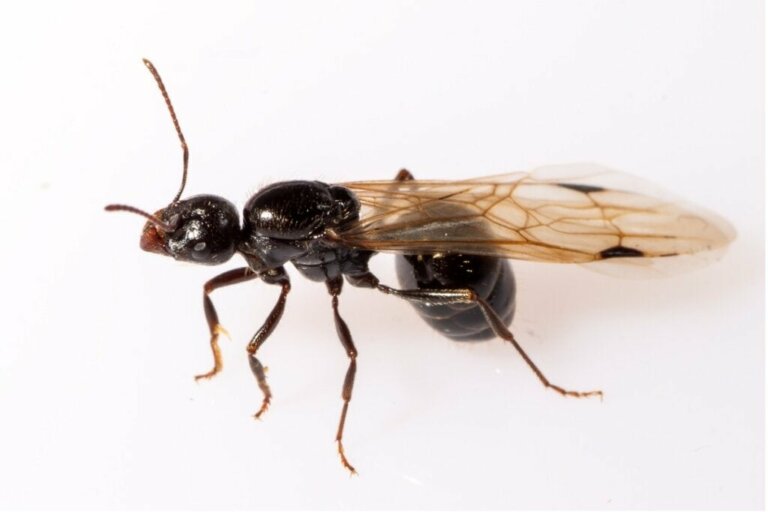 Hvorfor er der myrer med vinger?