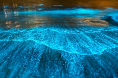 Eksempel på bioluminescerende plankton