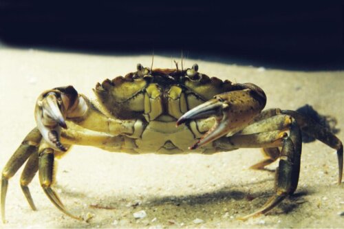 En krabbe på sandbund