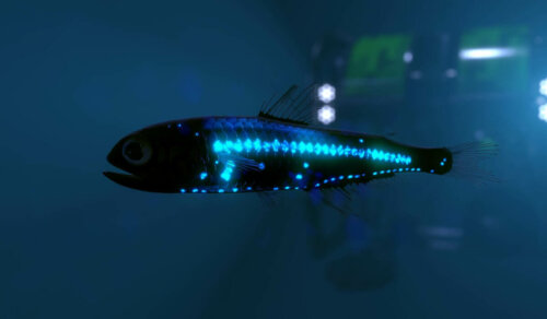 Eksempel på bioluminescerende plankton og fisk