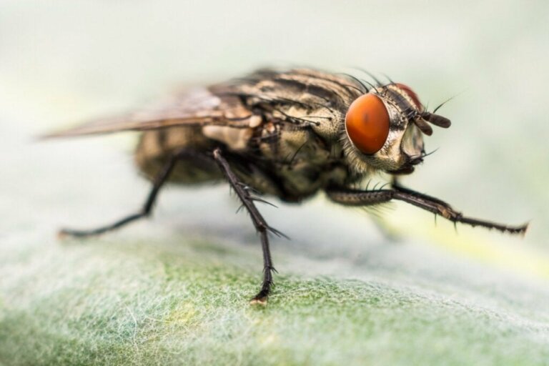 Grunde til, at fluer gnider deres ben mod hinanden