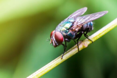 Flue på gren viser, hvordan fluer gnider deres ben mod hinanden