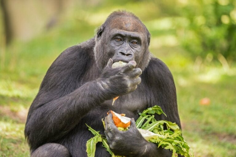 Ved du, hvad gorillaer spiser?