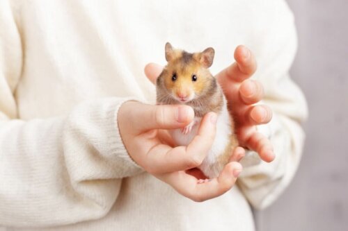 Hamster i hænder