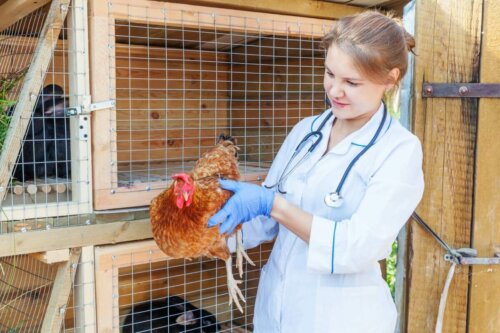 Dyrlæge tjekker høne for infektiøs bronkitis hos fugle