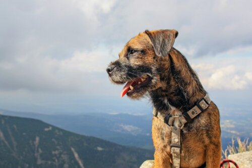 Hund foran bjerge