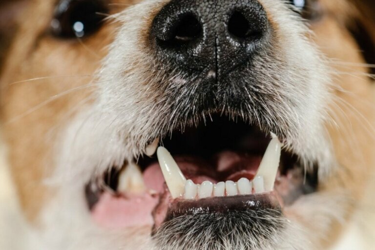 De fire typer tænder hos hunde