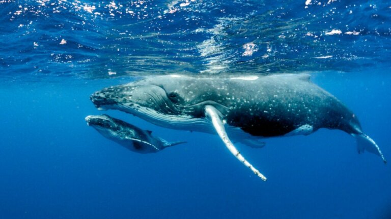 Ved du, hvordan hvaler formerer sig, og hvordan de bliver født?