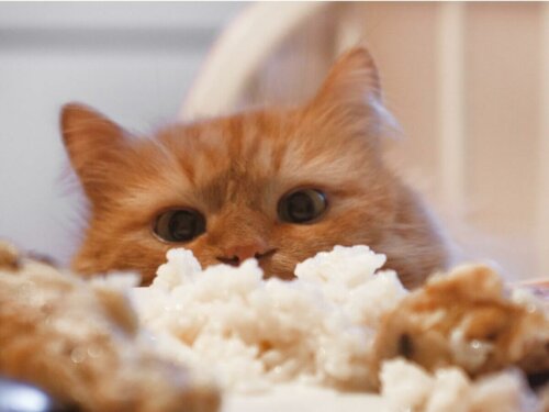 Kat ser på en tallerken med ris