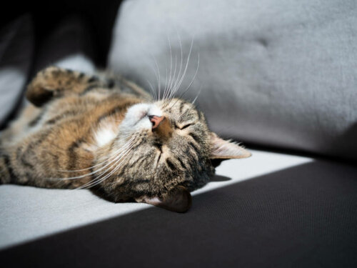 Kat sover på sofa