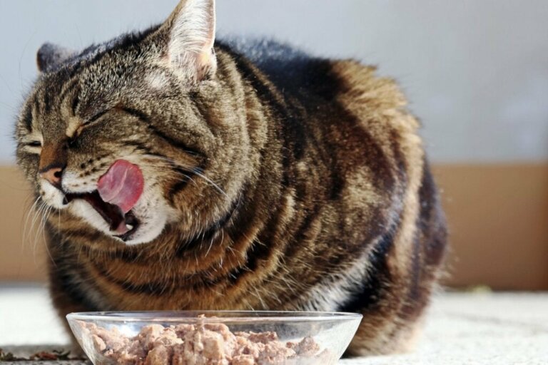 Anbefalet foder til katte med hepatitis