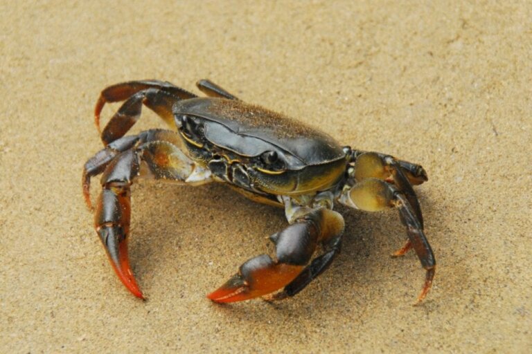 Ved du, hvad krabber spiser?