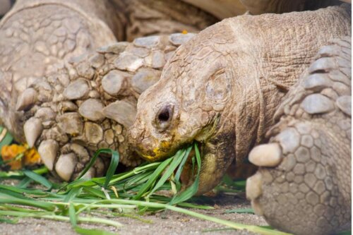 Eksempel på, hvordan landskildpadder spiser græs og blade